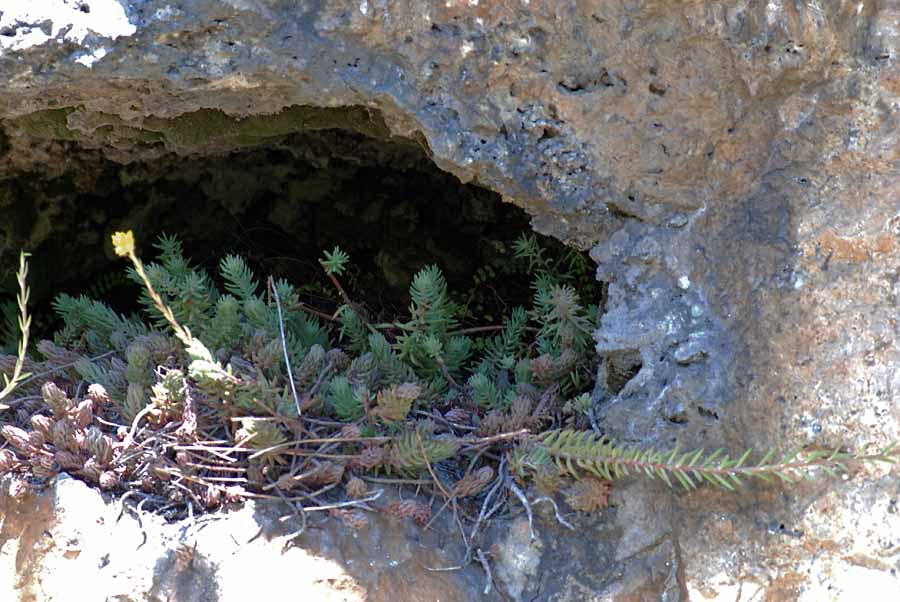 Petrosedum montanum (=Sedum motanum) / Borracina montana